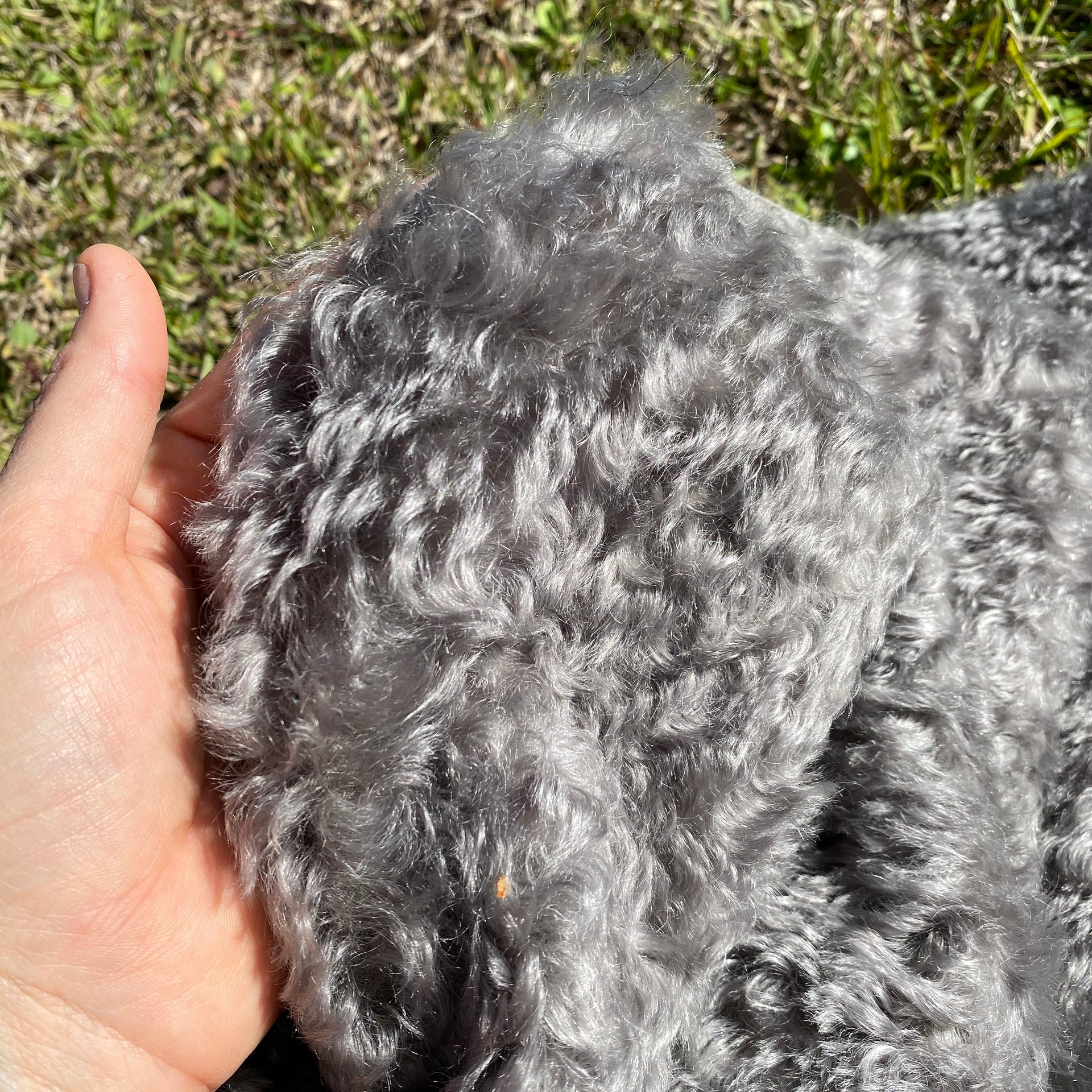 Otto - Grey Curly Kid Mohair