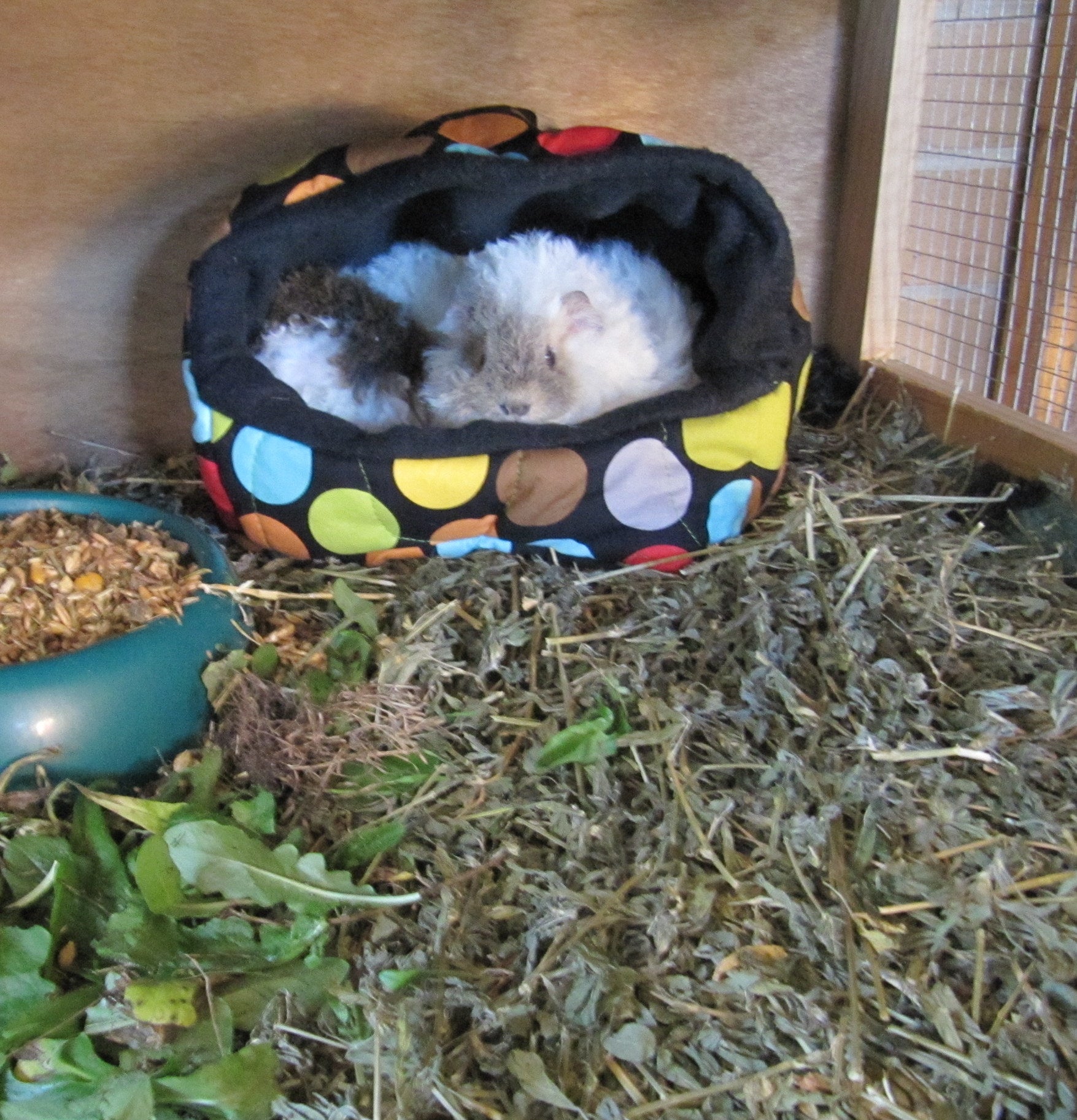 Digital PATTERN - Guinea Pig Igloo and Cavy Couch