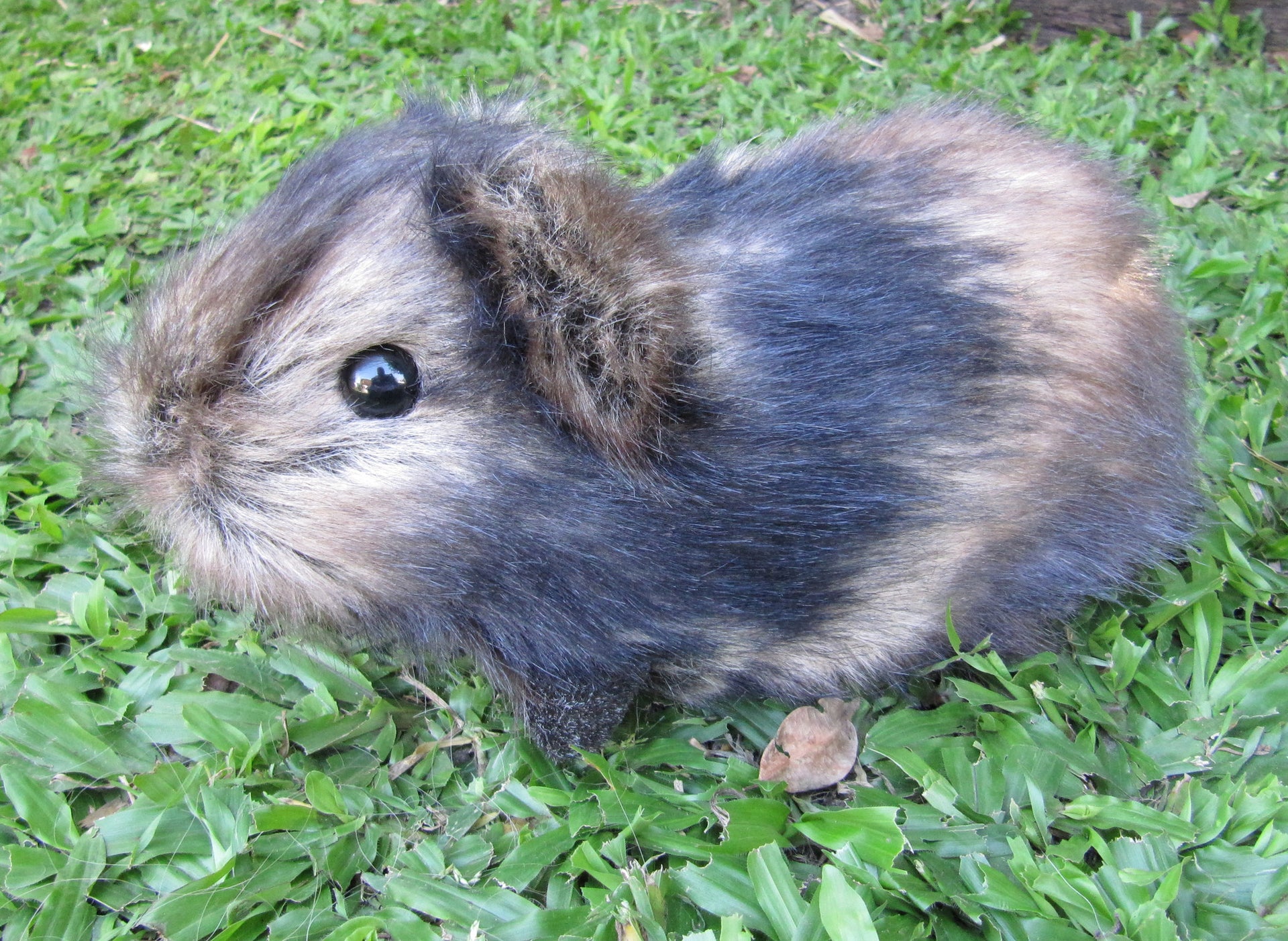 Digital PATTERN - Realistic Guinea Pig Soft Sculpture